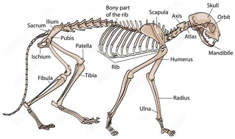 How Many Bones Does a Cat Have? - Cat Skeleton