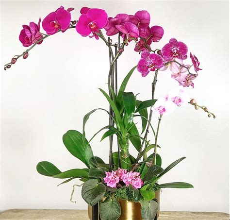Magenta Phalaenopsis Orchids in South Pasadena, CA | Mission Gardens