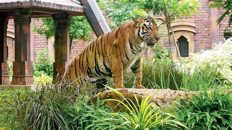 Mumbai: No fresh meat for animals in SGNP, Mumbai zoo amid Lumpy Skin ...