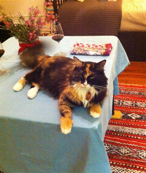 CAT OF THE WEEK: SHEBA — Gateau | Gato