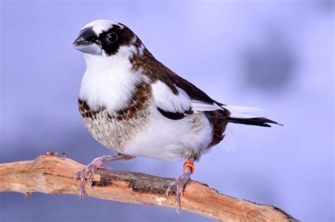 Photos - Catégorie: Moineau du Japon - Image: Moineau du Japon panaché_1