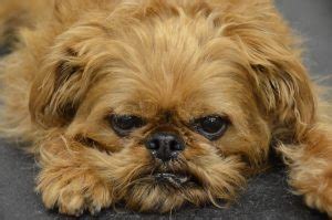 Brussels Griffon Grooming Brown | Hypoallergenic Dog