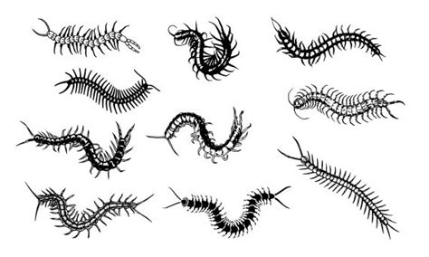 Centipede Tattoo Set Vector (EPS, SVG) | OnlyGFX.com