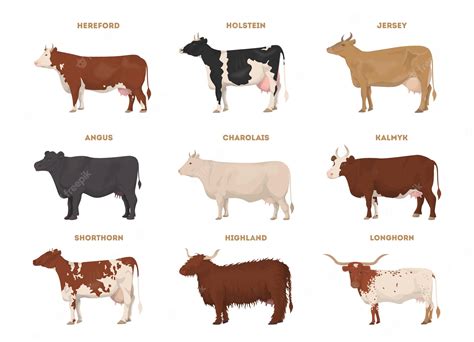 Farm animal - Cow. Shorthorn - The Best Beef Cattle Breeds. Vector ...