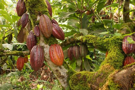 Cacao - In tropical forests chocolate grows on trees!