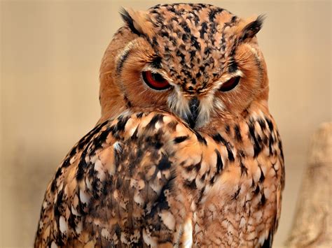 Photos Owls Birds Bubo ascalaphus animal