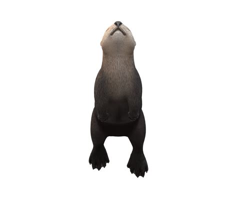 Sea Otter isolated on a Transparent Background 23839398 PNG