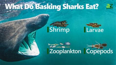 What Do Basking Sharks Eat? Their Diet Explained - A-Z Animals