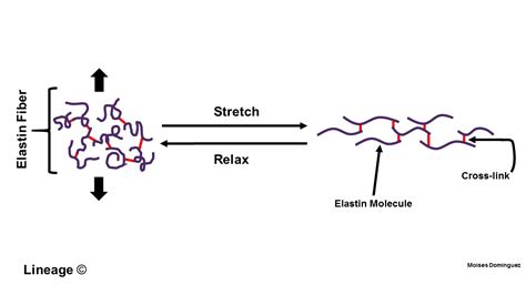 Elastin - Biochemistry - Medbullets Step 1