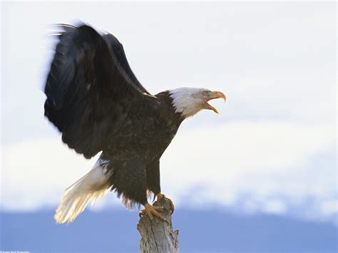 Eagle | Info-Facts and Photos | The Wildlife