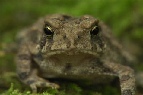 A Gallery of North American Frogs and Toads | HGTV