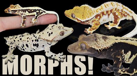 Crested Gecko Morphs Explained! - YouTube