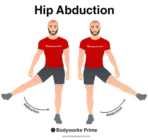 Superior Gemellus Muscle Anatomy - Bodyworks Prime