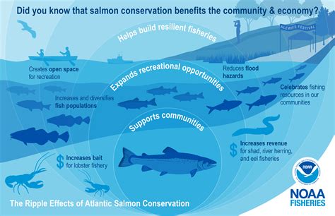 The Ripple Effects of Atlantic Salmon Conservation | NOAA Fisheries