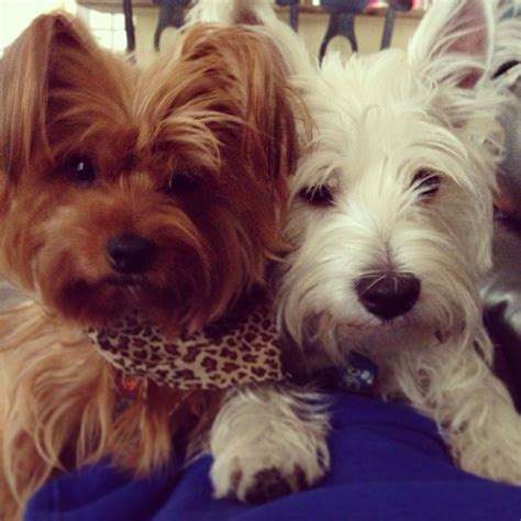 Westie and yorkie | Cute puppies, Yorkie dogs, Cute animals