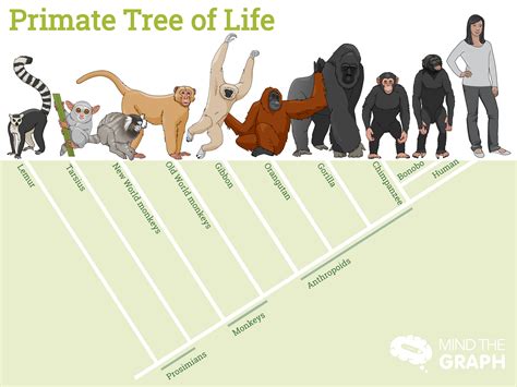 primates_tree - Jane Goodall's Good for All News