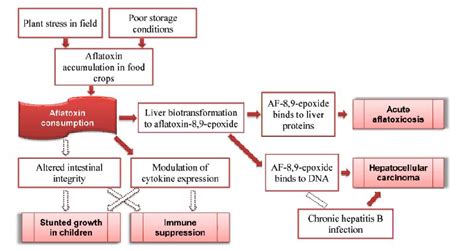 Review of the Biological and Health Effects of Aflatoxins on Body ...