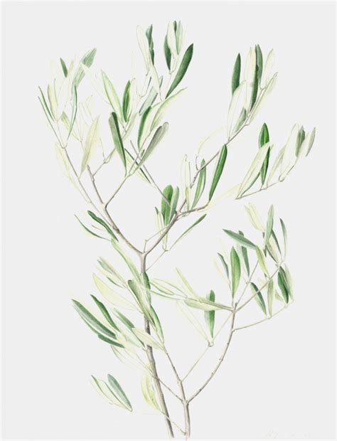 Olive Leaf Drawing at GetDrawings | Free download