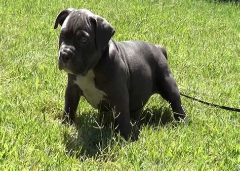 American Bully Training: 4 Important Points You Need to Remember ⋆ ...