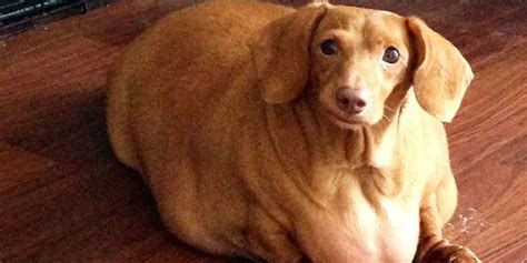 Obese Dachshund Loses 44 Pounds - Before and After Photos of Dog Who Lost Weight