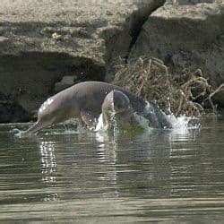 Indus river dolphin - Whale & Dolphin Conservation USA