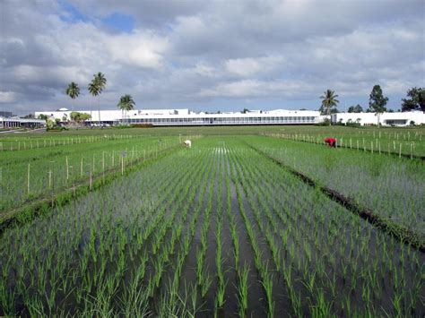 Breeding new rice varieties will help farmers in Asia