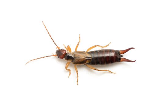 Earwig Control - Pest Library - Rose Pest Solutions