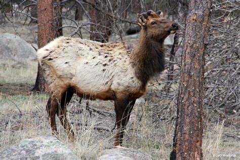 Photos of Colorado Wildlife - Luci Westphal