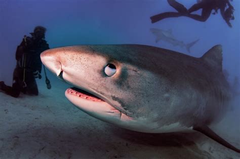 Tiger Shark vs Great White Showdown: What Sets Them Apart?