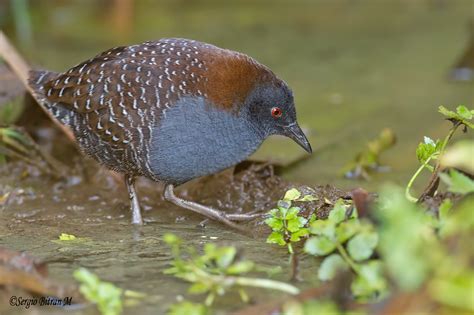 PIDENCITO (Laterallus jamaicensis salinasi). Black rail. _… | Flickr