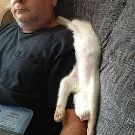 Youll Never Meet a Creature More Adaptable to Cuddle Positions... | Cuddling positions, Cat love ...