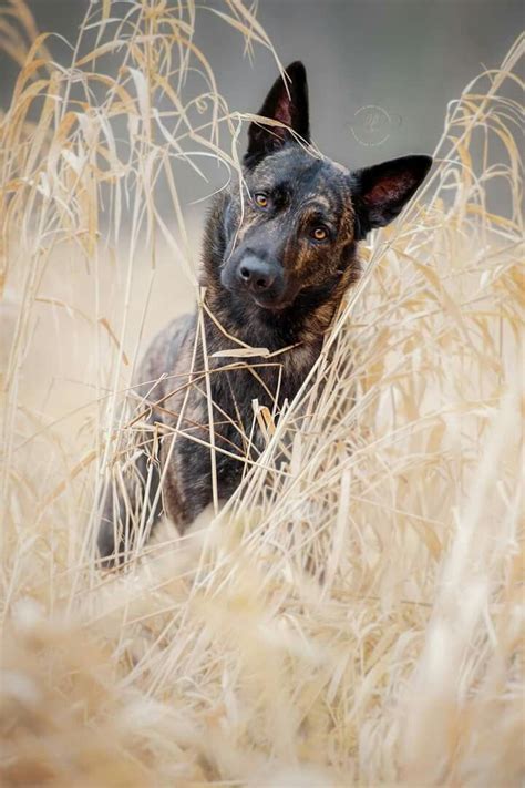 www.kerstin-benz.de Dogs Hunde Holländischer Schäferhund Hollandse Herderhond Photography Dog ...