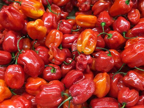 Red Habanero chilli seeds | Best chilli seeds online