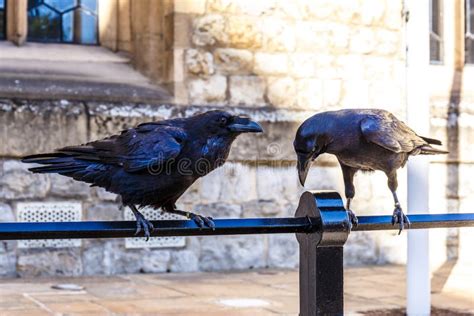 Ravens in of TOwer of London Stock Photo - Image of great, brick: 77827412