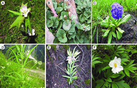 Six of the more important plant species used for traditional medicine... | Download Scientific ...