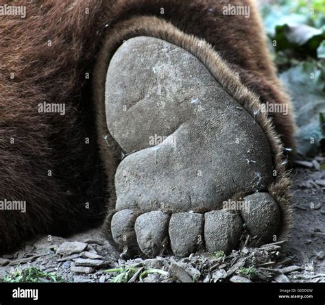 Bear Foot Stock Photo: 103558249 - Alamy