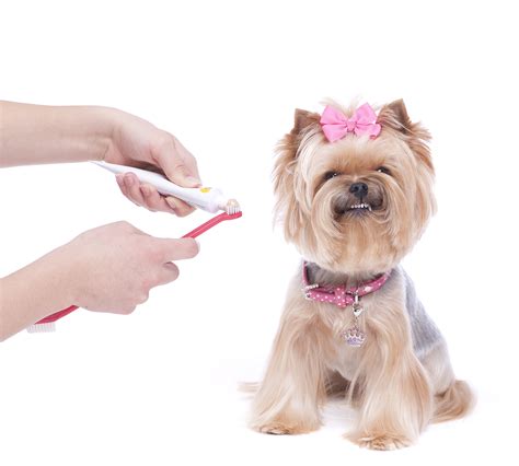 Dog Dental Surgery Rio Rancho | Coronado Pet Hospital