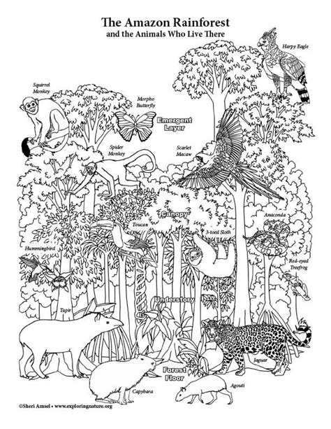 the amazon rainforest and its animals coloring page