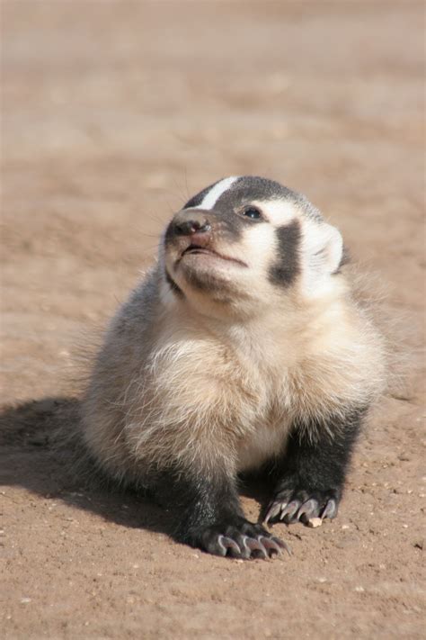 Pin by John Evans on Animals (young) | Baby badger, Cute animals ...