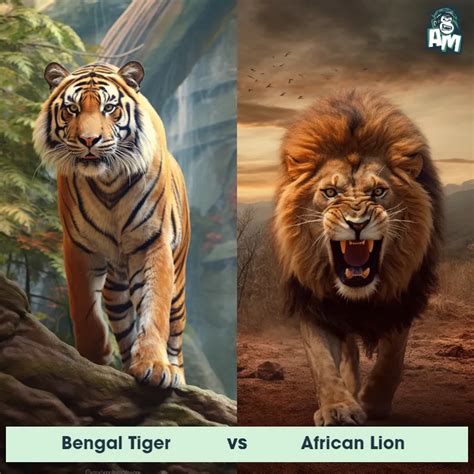 Bengal Tiger vs African Lion: See Who Wins | Animal Matchup