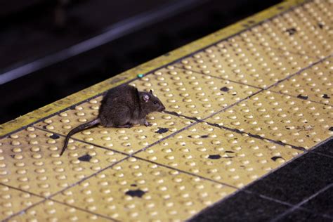 NYC’s rat-fighting Mayor Eric Adams is fined over…