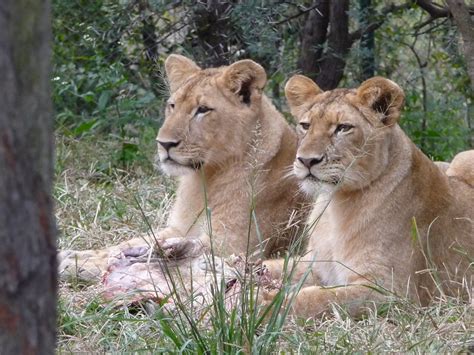 Antelope Park lion eating 5 | Antelope Park lions eating | Flickr