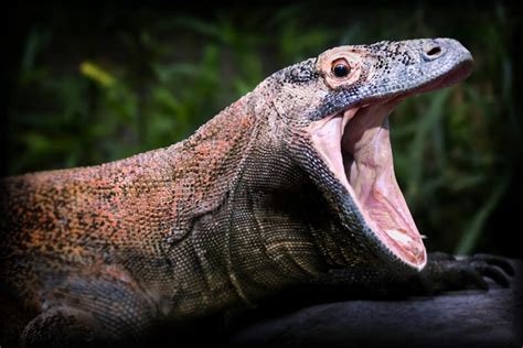 Komodo Dragon Bite, Teeth and Venom - Pets With Scales : r/komododragons