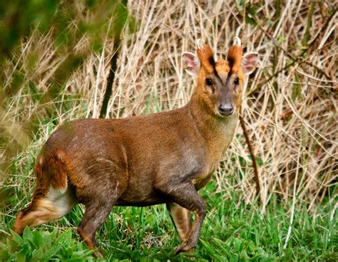 Muntjac | Deer Breed | Information and Pictures - Amazing Pets For You