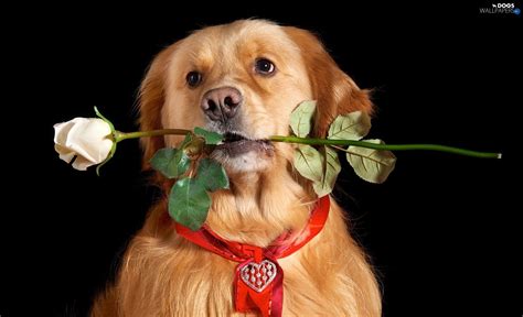 Valentines Day Dog Wallpaper (59+ images)