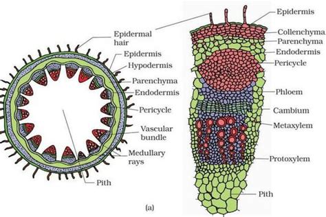 Biology - Internal Structure of Stems Roots & Leaves | askIITians