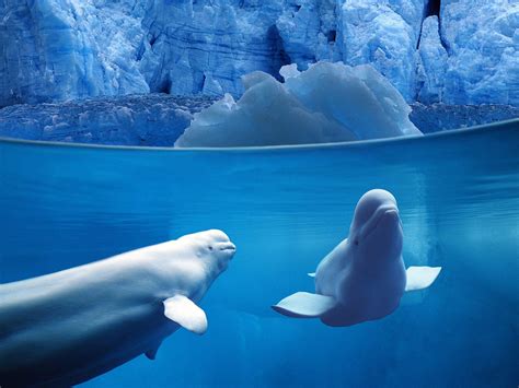 Beluga Whale Wallpapers - Wallpaper Cave