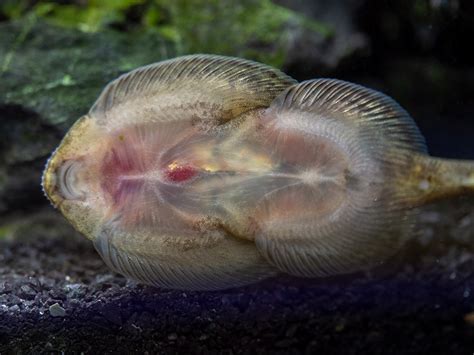 Butterfly Hillstream Loach (Beaufortia kweichowensis)