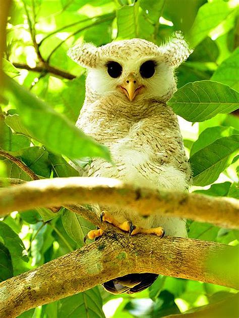 Baby Barred Eagle Owl -- love his tufts of hair and big eyes! | Owl photos, Owl, Beautiful owl