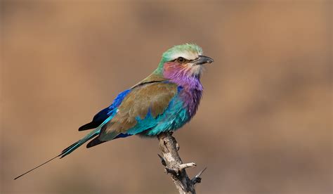 Wildlife Photography Tour of Kruger National Park, South Africa